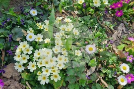 Търговище - пролетни цветя