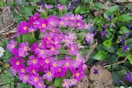 Търговище - пролетни цветя