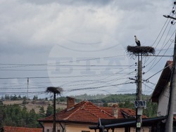 Село Драгушиново - щъркели
