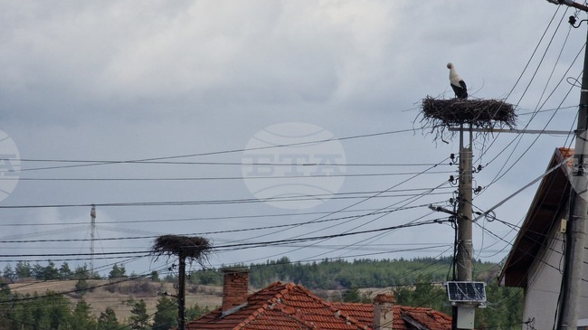 Гнездото на щъркелите Драго и Драга отново може да бъде наблюдавано в реално време 