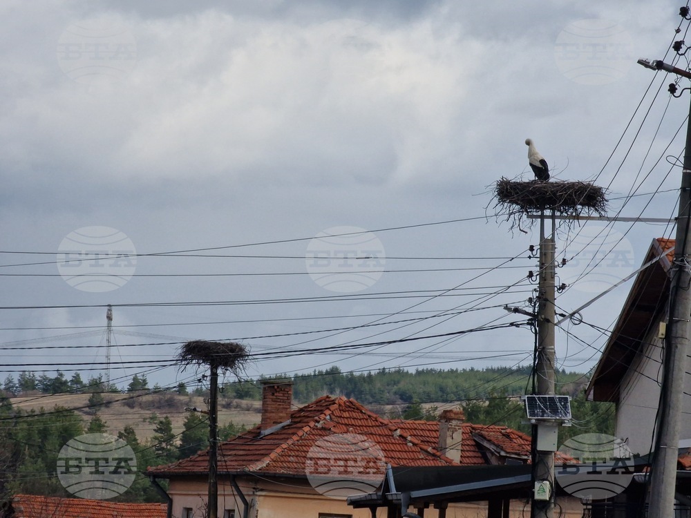 Дъждовете и ниските температури причиниха смъртта на трите малки в щъркеловото гнездо в Драгушиново, съобщи дружеството за защита на птиците