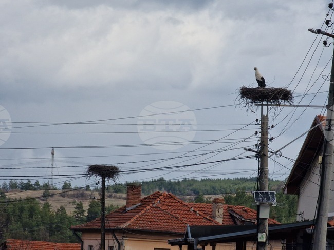 Дъждовете и ниските температури причиниха смъртта на трите малки в щъркеловото гнездо в Драгушиново, съобщи дружеството за защита на птиците