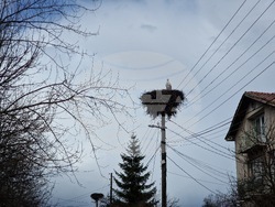 Село Драгушиново - щъркели