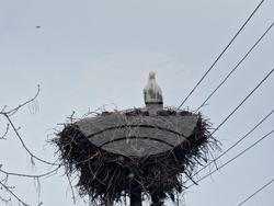 Село Драгушиново - щъркели