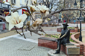 Хасково - магнолии - паметник на Димитър Иванов-Лицо