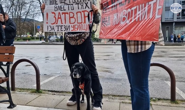 Протестиращите в Перник срещу насилието над животни настояват за незабавни промени в законодателството