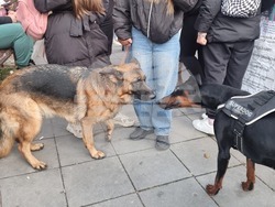 Плевен - протест срещу насилието над животни