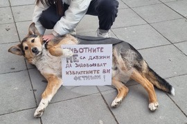 Плевен - протест срещу насилието над животни