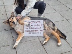 Плевен - протест срещу насилието над животни