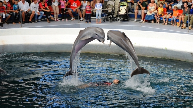 Делфинариумът във Варна предлага безплатни посещения за деца под 12 години за великденските празници
