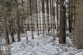 Курортен комплекс „Боровец” - сняг