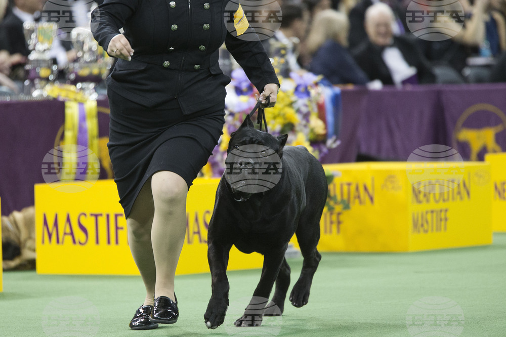 US Dogs Popular Breeds