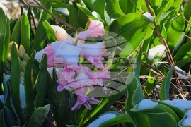 Смолян - сняг - минусови температури