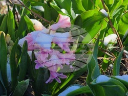 Смолян - сняг - минусови температури