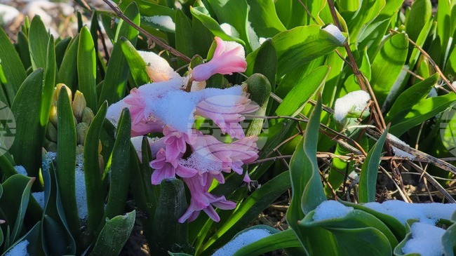 Смолян - сняг - минусови температури