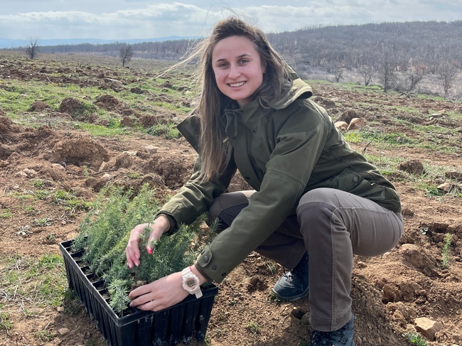 Горски служители засадиха 215 000 фиданки за възстановяване на опожарена гора в Елховско