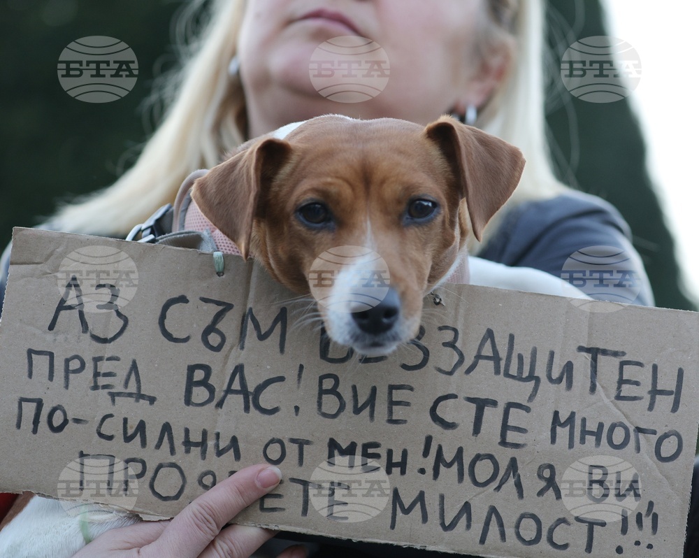 Да има обществен консултативен съвет за защита на животните към Министерския съвет и парламентарна комисия, предлагат организации