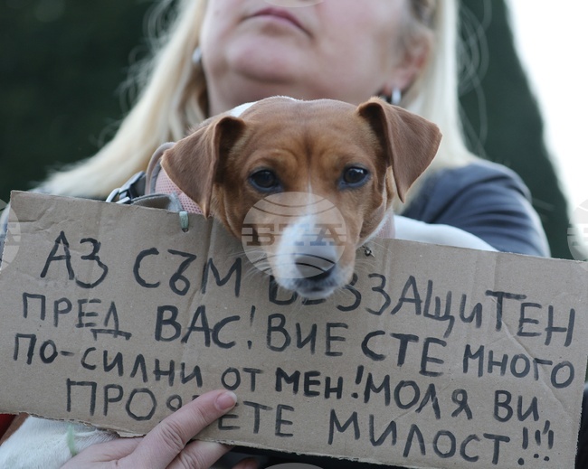 Да има обществен консултативен съвет за защита на животните към Министерския съвет и парламентарна комисия, предлагат организации