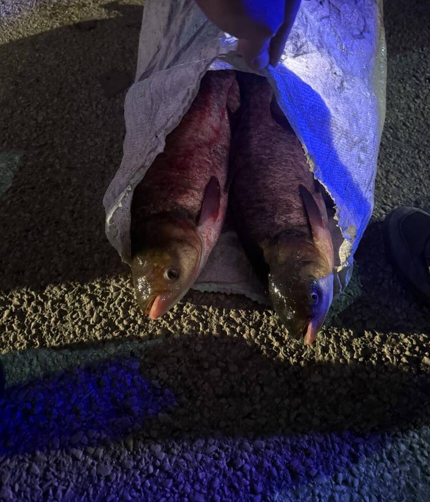 Санкционираха системен нарушител за незаконно уловена риба в Монтана