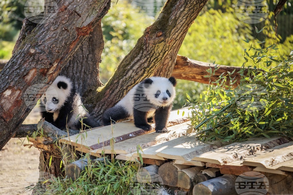 Germany Panda Cubs