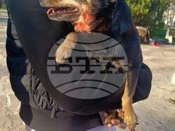 Лом-животни-протест-3