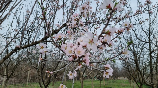 Заради ниските температури през февруари тече обследване за състоянието на есенниците в Търговищка област