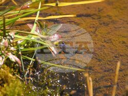 Снимка: Българска фондация Биоразнообразие