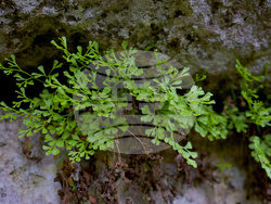 Снимка: Българска фондация Биоразнообразие