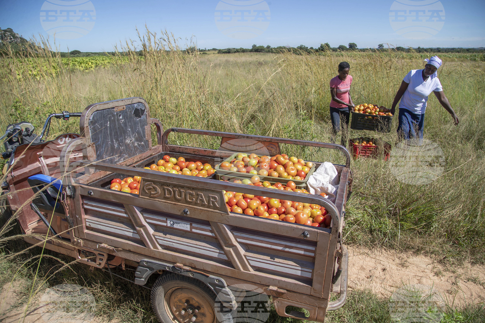 Zimbabwe Women Tricycles
