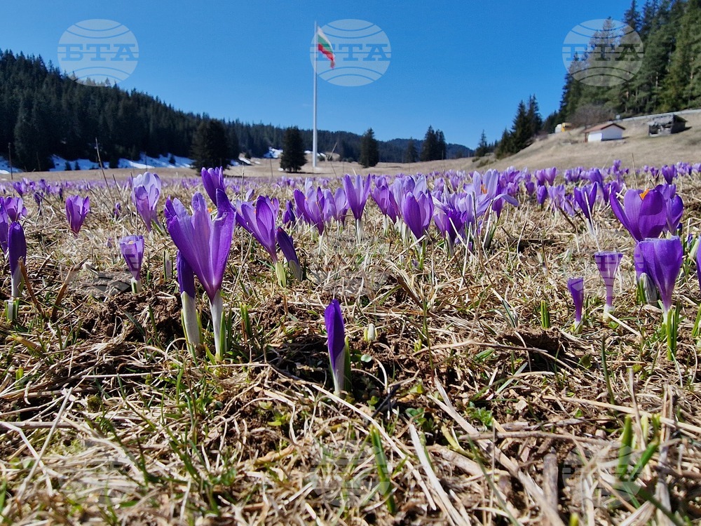 Цъфналите в лилаво минзухари привличат масово фотографи на Роженските поляни