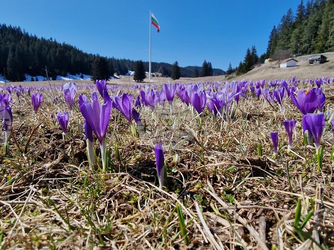 Цъфналите в лилаво минзухари привличат масово фотографи на Роженските поляни