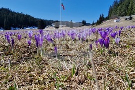 Роженски поляни - минзухари
