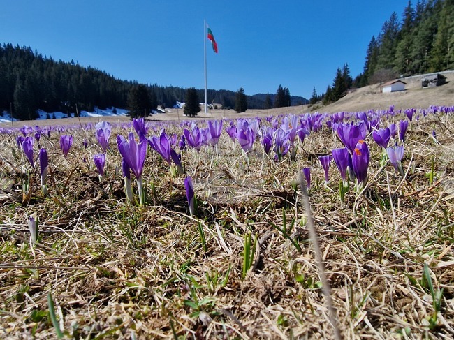 Роженски поляни - минзухари