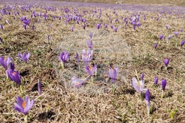 Роженски поляни - минзухари