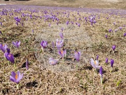 Роженски поляни - минзухари