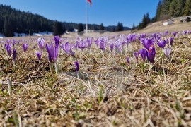 Роженски поляни - минзухари