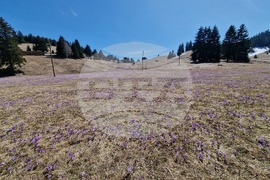 Роженски поляни - минзухари