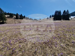 Роженски поляни - минзухари