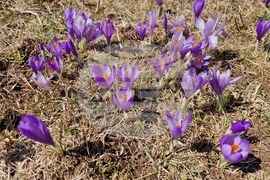 Роженски поляни - минзухари