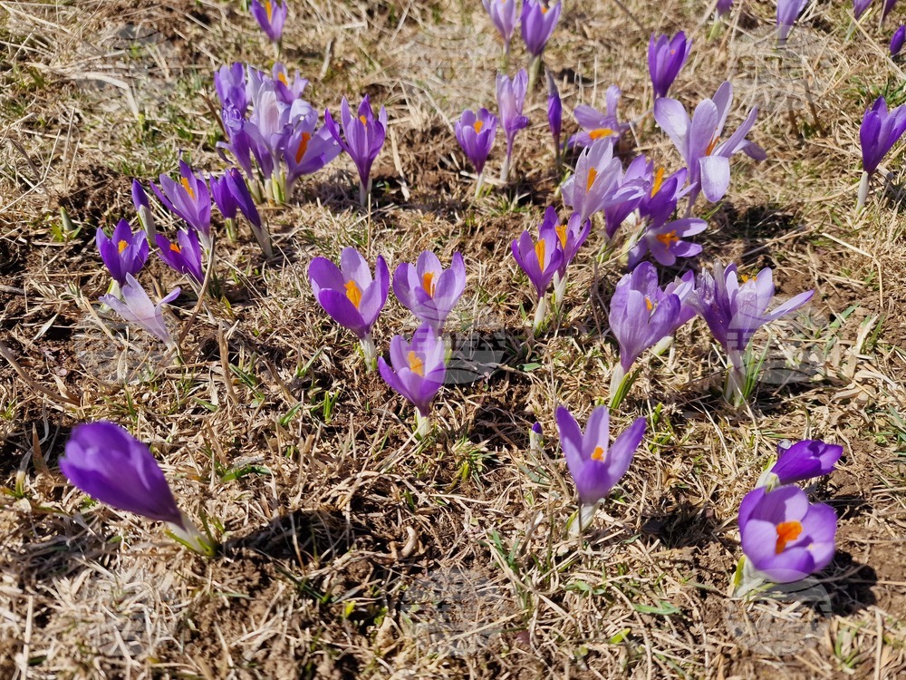 На тема „Пролет” ще бъде следващото занятие в детската занималня „Бяла спретната къщурка” към Посолството на България в Любляна