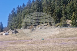 Роженски поляни - минзухари