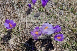 Роженски поляни - минзухари
