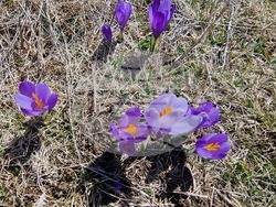 Роженски поляни - минзухари