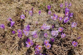 Роженски поляни - минзухари