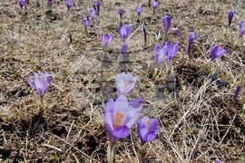 Роженски поляни - минзухари