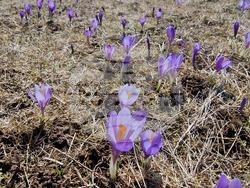 Роженски поляни - минзухари