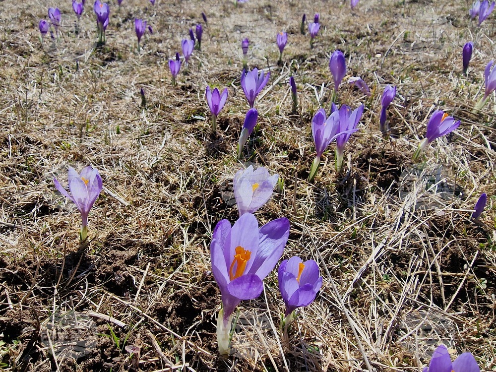 Роженски поляни - минзухари