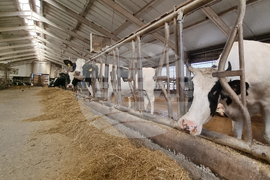 Село Слаковци - кравеферма - семеен бизнес