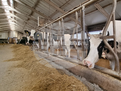 Село Слаковци - кравеферма - семеен бизнес