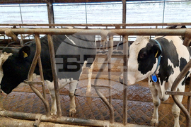 Село Слаковци - кравеферма - семеен бизнес